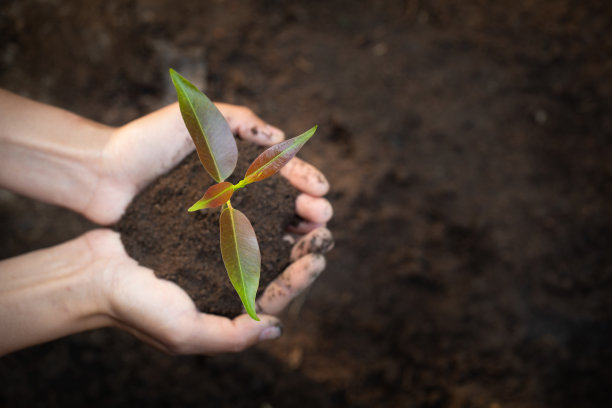 农民双手种植，培育树木在肥沃的土壤上生长，环境地球日在树木手中种植幼苗，保护自然图片下载