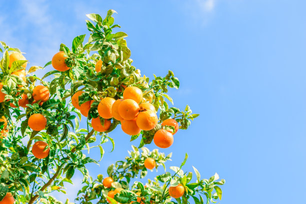 有很多橘子的树。图片下载