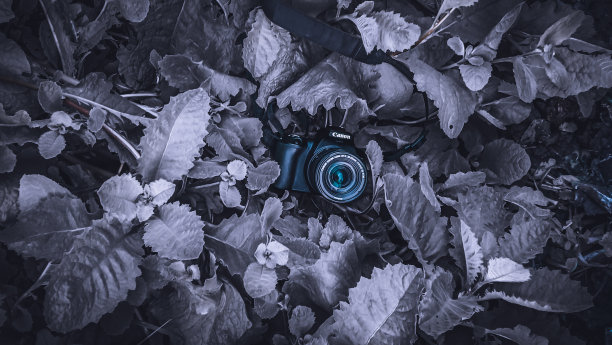 工厂里有单反相机，好主意，对吧?图片下载