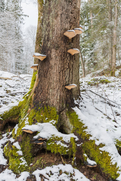 城市Ligatne,拉脱维亚。雪树和树枝。冬天的自然照片。图片下载