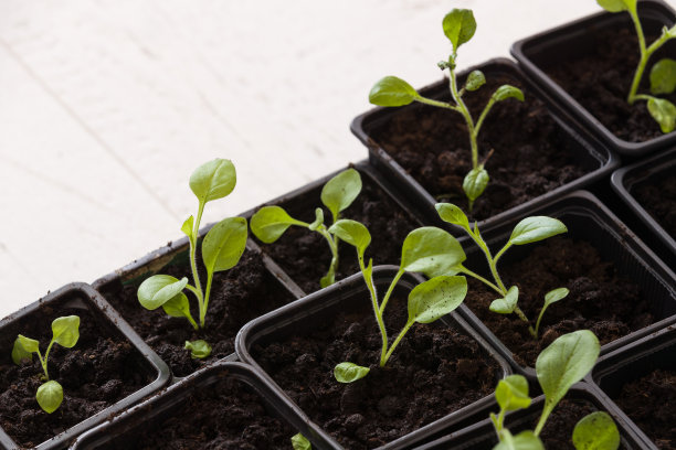 小计划的特写在黑色的塑料罐子里发芽。园艺。图片下载