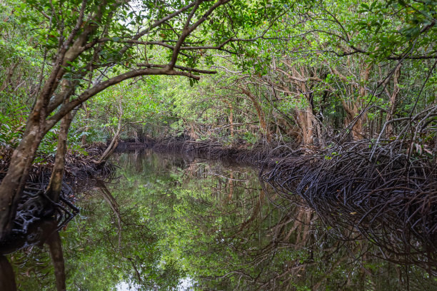大自然的艺术，红树林图片下载