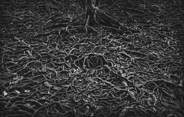 大自然的艺术，红树林图片下载