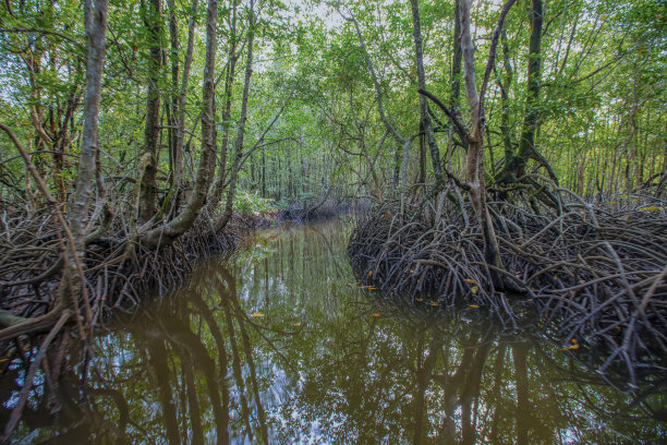 大自然的艺术，红树林图片下载