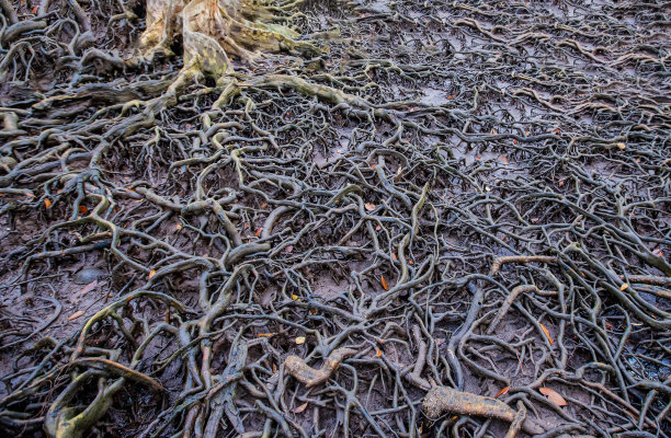 大自然的艺术，红树林图片下载