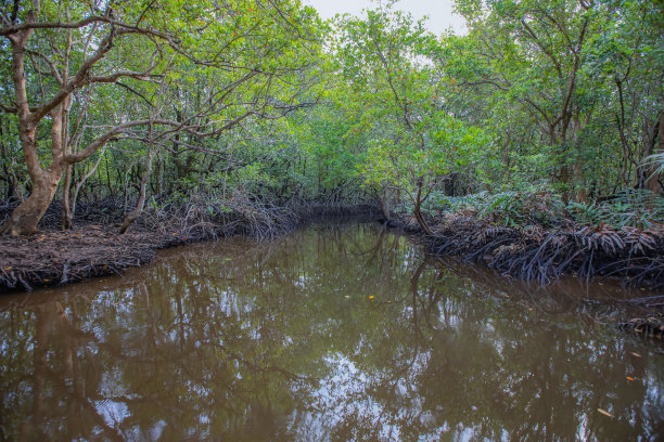 大自然的艺术，红树林图片下载