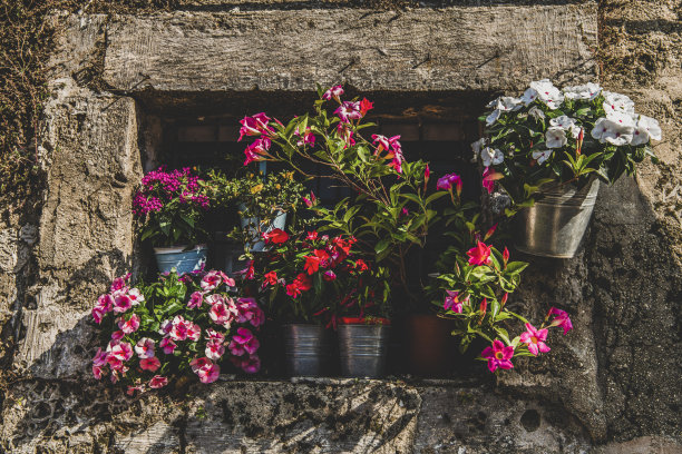 橱窗里的花盆图片下载