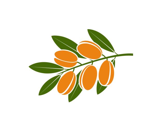 摩洛哥坚果油的标志。孤立的坚果在白色背景图片下载