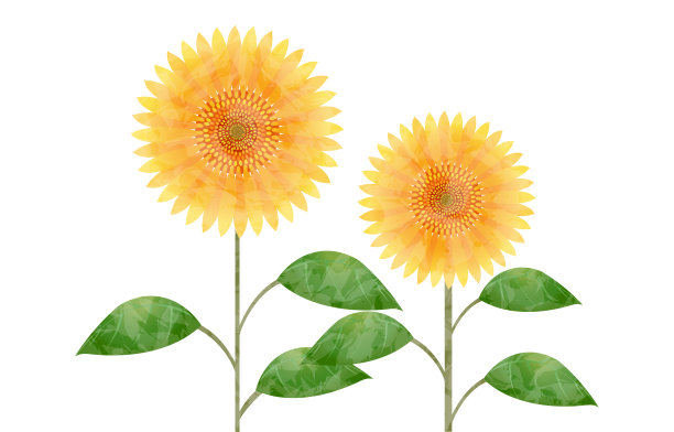 水彩画风格，两朵向日葵，没有背景图片下载