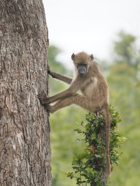 一只小狒狒思考着它的位置图片下载