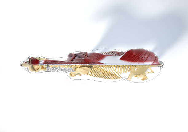 马解剖学。肌肉和骨骼系统图片下载