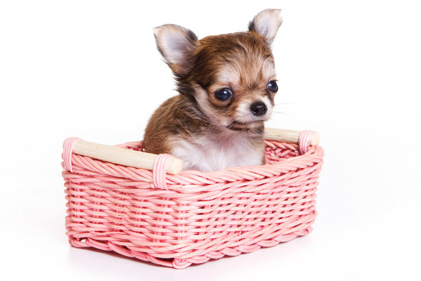 粉红盒子里的可爱吉娃娃小狗图片下载