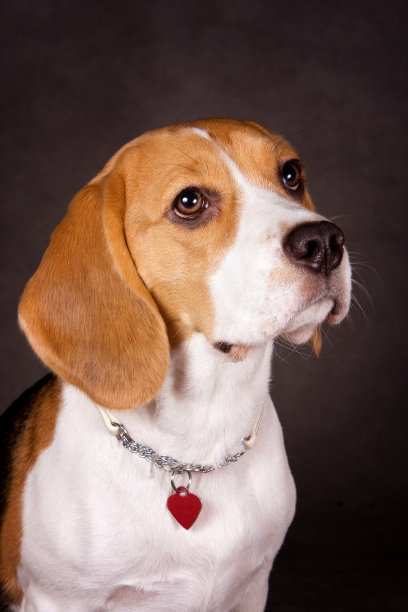 灰背景上的小猎犬肖像图片下载