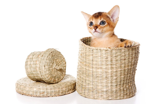 红色小猫阿比西尼亚猫在盒子里玩耍(孤立在白色上)图片下载