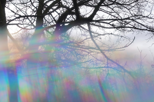 彩色的雾霾透过树枝抽象模糊图片下载