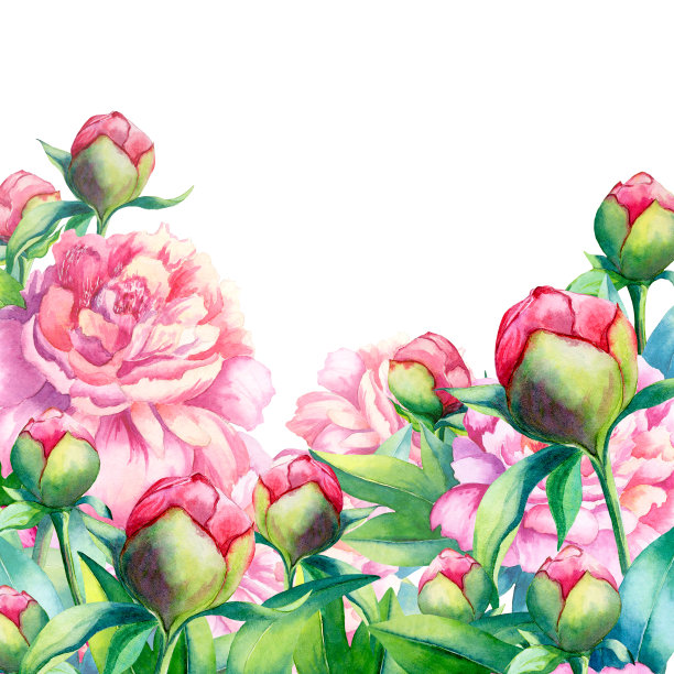 水彩粉红牡丹在白色的背景素材图片