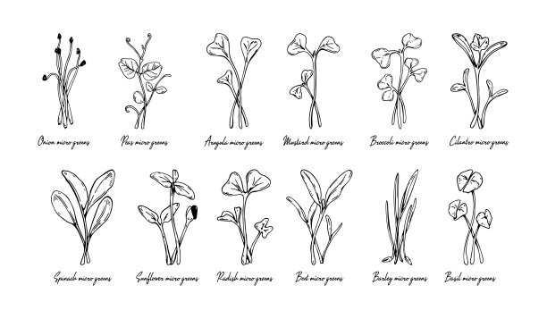 一套手绘的微型绿色植物包括向日葵，萝卜，甜菜，大麦，香菜，菠菜，洋葱，豌豆，芝麻菜，芥末，花椰菜，罗勒。矢量插图素描风格孤立在白色背景图片下载