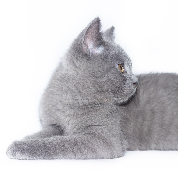 一只灰色的小猫躺在白色的背景上。可爱的小猫。英国的猫。相册或笔记本的封面。图片下载