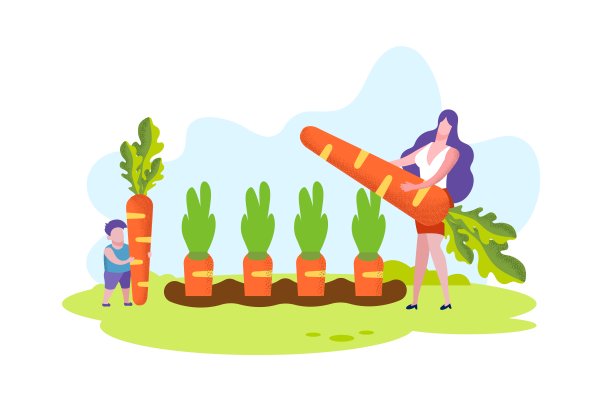 母子在菜园里收获胡萝卜。图片下载