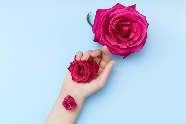 粉色玫瑰手在时尚的蓝色背景图片下载