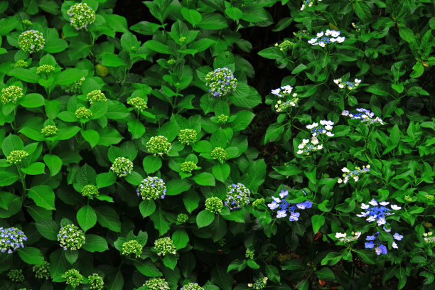绣球花盛开在日本镰仓的小路上图片下载