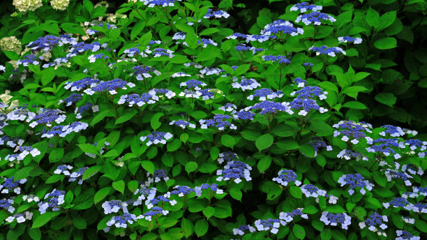 绣球花盛开在日本镰仓的小路上图片下载