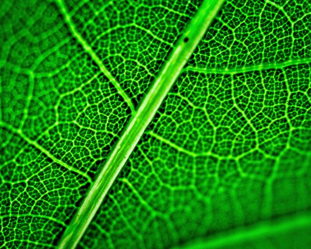 叶子特写图片下载