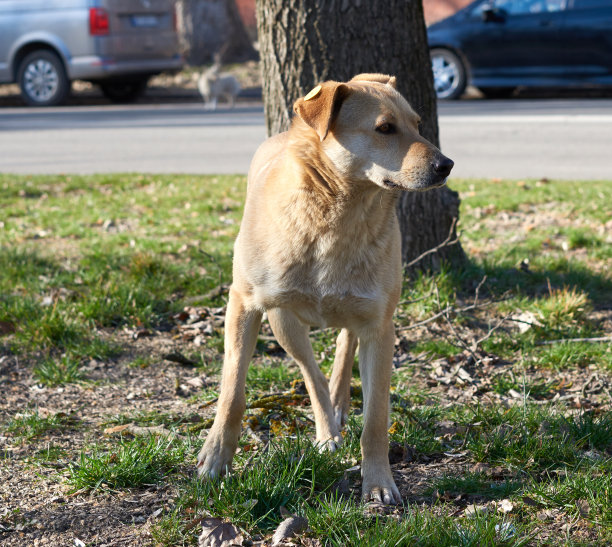 春天的下午，一只米黄色的成年流浪狗在城市的街道上图片下载