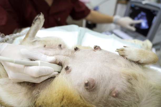 兽医的概念。兽医穿着红色的衣服正在做超声波。看看狗里面的小狗。兽医做超声并分析动物的健康状况。图片下载