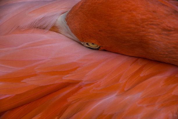 火烈鸟睡在羽毛里图片下载