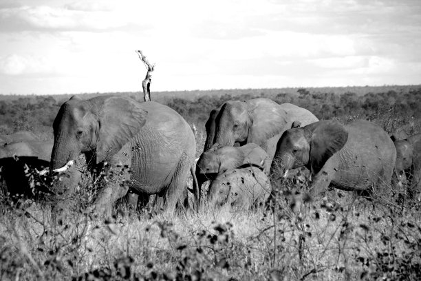 群大象图片下载