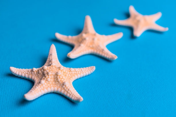 蓝色背景上的海星。有选择性的重点。图片下载