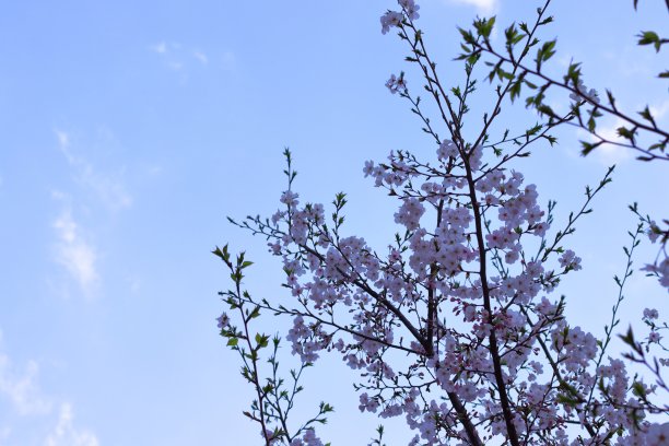 日本樱花图片下载