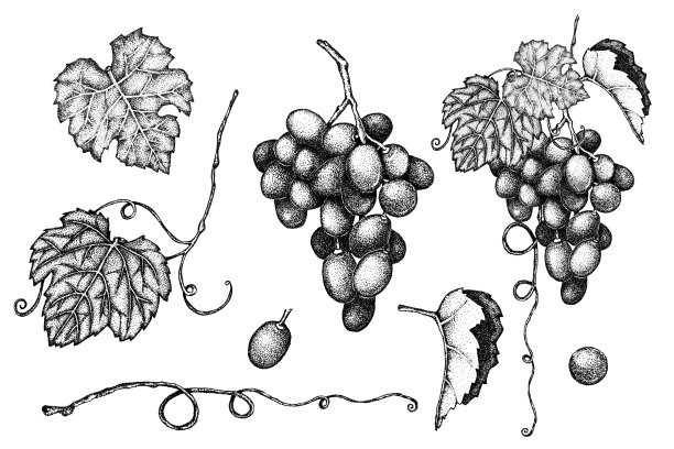 套葡萄的叶子，浆果，束，树枝，卷须。手绘图形黑白插图。草图。设计背景，横幅，菜单，标签，贴纸。图片下载