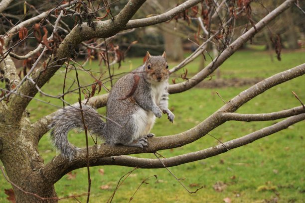 树上的灰松鼠图片下载