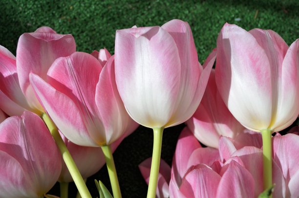 鲜花郁金香在一个绿色的背景女人的礼物微距照片图片下载