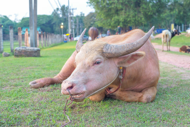 白化水牛或白水牛在泰国的田野。图片下载