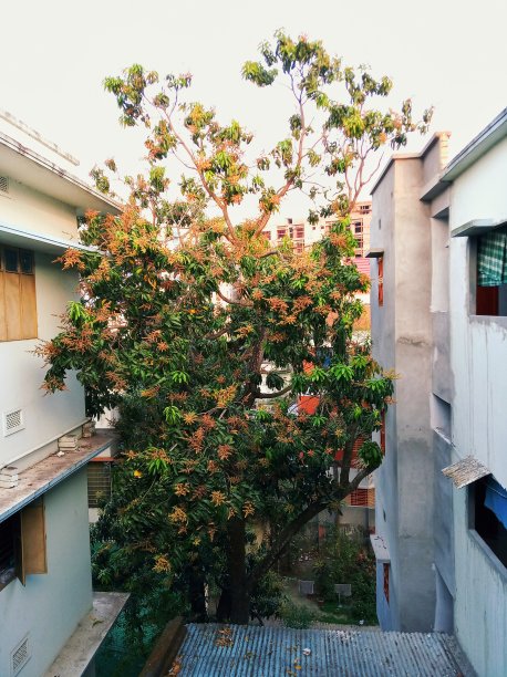 芒果树在春天开花。图片下载