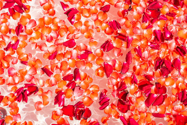 浴缸装饰室内水上的红玫瑰花图片下载