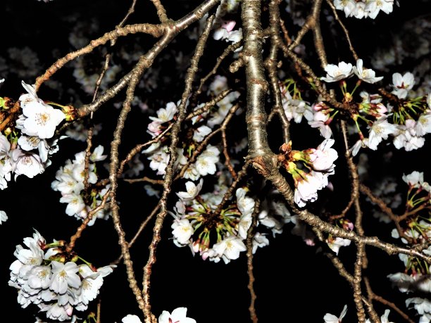 日本。3月。樱花在午夜。图片下载