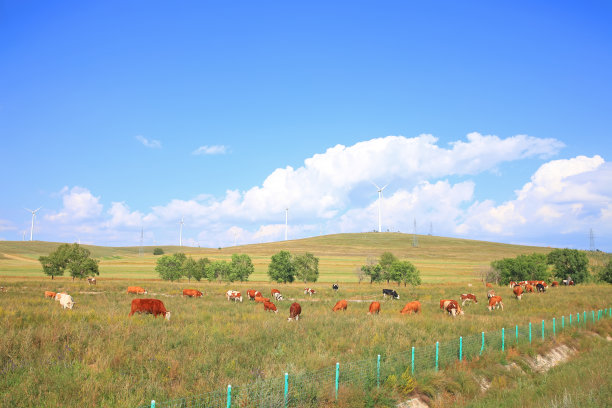 草原上有牛和风力涡轮机图片下载