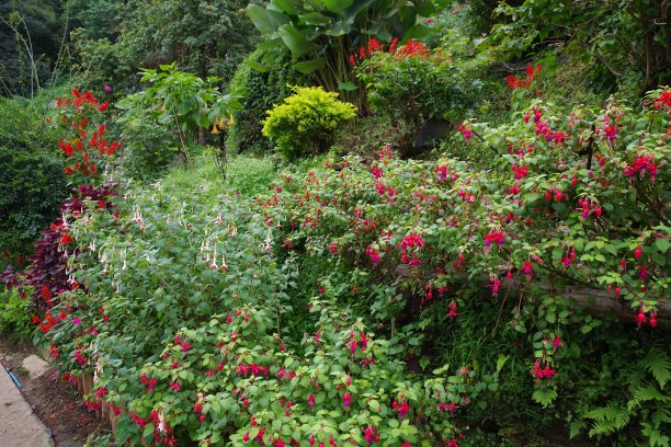 花在苗族村清迈图片下载