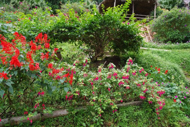 花在苗族村清迈图片下载