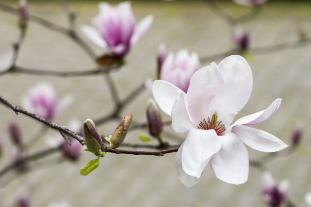 鲜花盛开的木兰图片下载