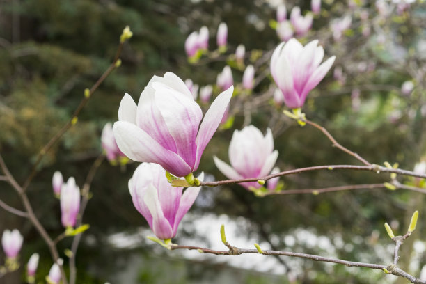 鲜花盛开的木兰图片下载