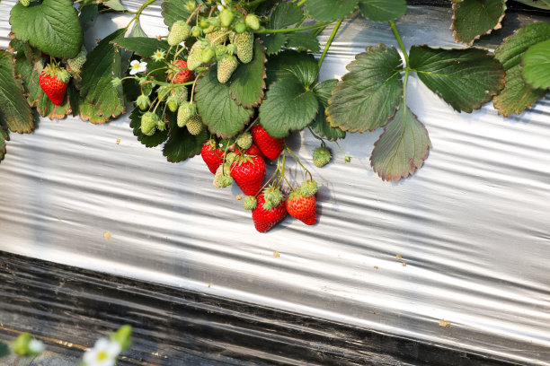 日本千叶三木市温室种植的草莓图片下载