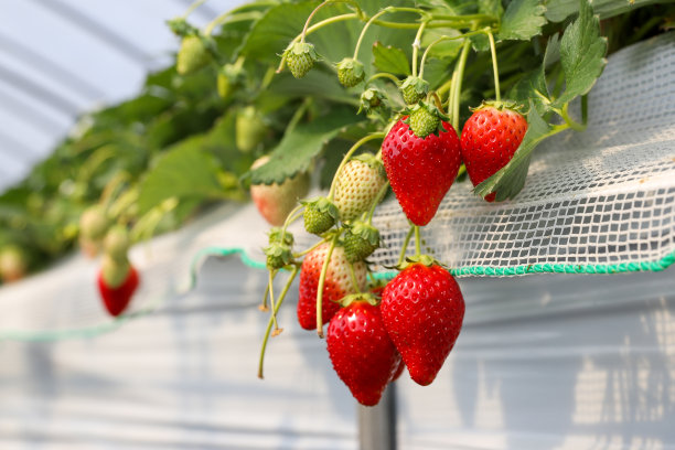 日本千叶三木市温室种植的草莓图片下载