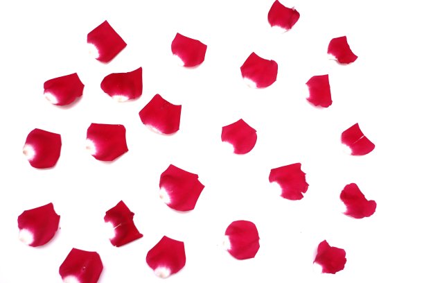 模糊了许多红玫瑰花冠在白色孤立的背景图片下载