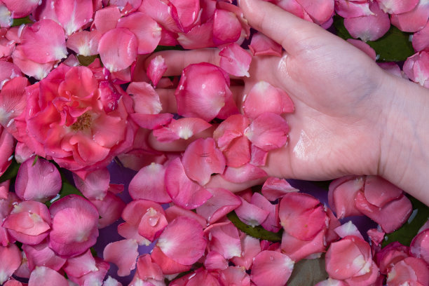 温柔的红玫瑰花瓣在手，水疗和水处理的玫瑰图片下载