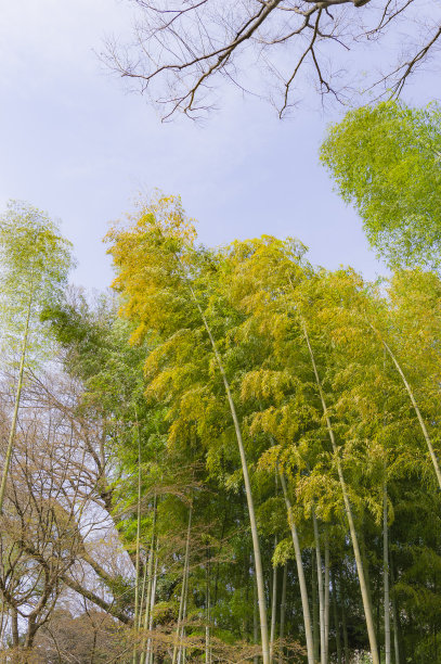 竹布什图片下载